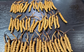 冬蟲(chóng)夏草吃的真的有用嗎