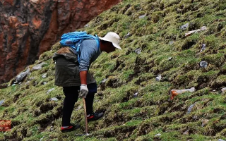 冬蟲夏草什么時候采挖？最佳采挖時節(jié)與科學依據(jù)