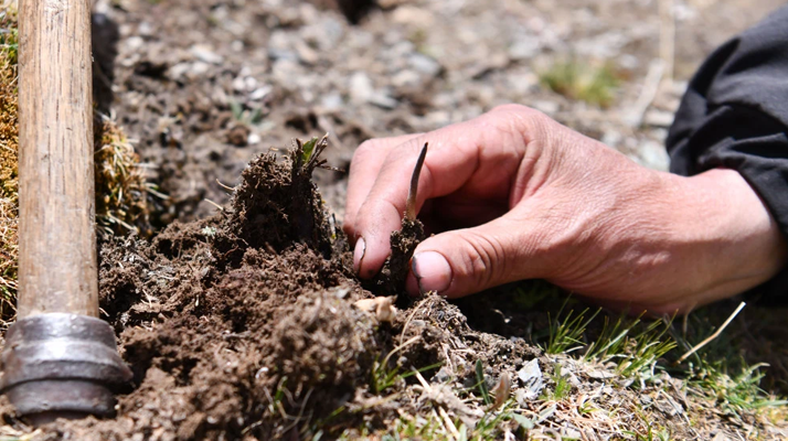 冬蟲夏草產(chǎn)地在哪里