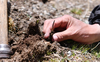 冬蟲夏草產(chǎn)地在哪里