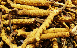 冬蟲夏草價(jià)格探秘：珍稀背后的價(jià)值衡量