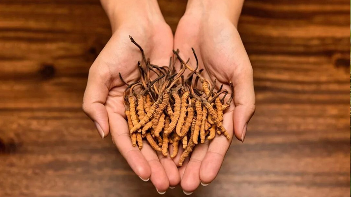 冬蟲夏草怎么食用效果好？掌握這些方法發(fā)揮最大功效