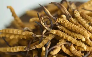 冬蟲夏草特級(jí)多少錢一克？多因素交織下的價(jià)格探秘