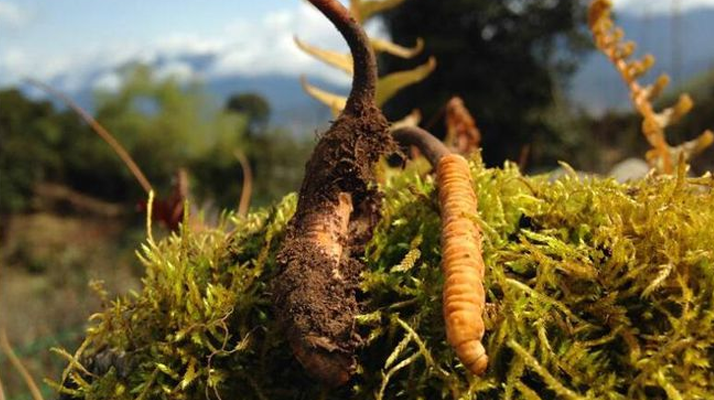 如何挑選新鮮冬蟲夏草？掌握這幾個(gè)關(guān)鍵要點(diǎn)