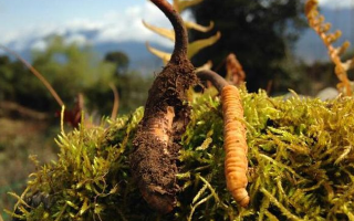 如何挑選新鮮冬蟲(chóng)夏草？掌握這幾個(gè)關(guān)鍵要點(diǎn)