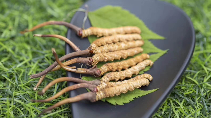 新鮮松茸冬蟲夏草怎么吃？滋補(bǔ)雙珍的美味搭配指南