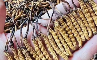 冬蟲夏草的十大功效：自然饋贈的滋補(bǔ)力量