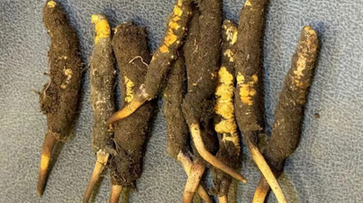 冬蟲夏草老人服用指南：科學(xué)方法與健康養(yǎng)護