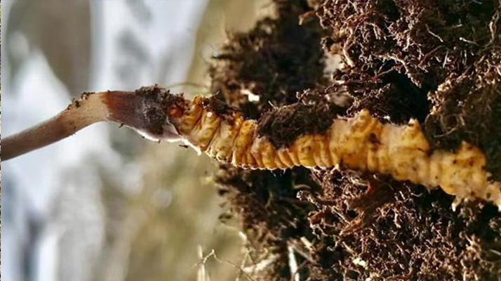 新鮮<a href=http://www.eaebo.com/s/yscc/ target=_blank class=infotextkey>玉樹冬蟲夏草</a>的科學(xué)保存方法