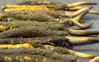 新鮮冬蟲夏草可以泡水喝嗎？正確方法與功效解析