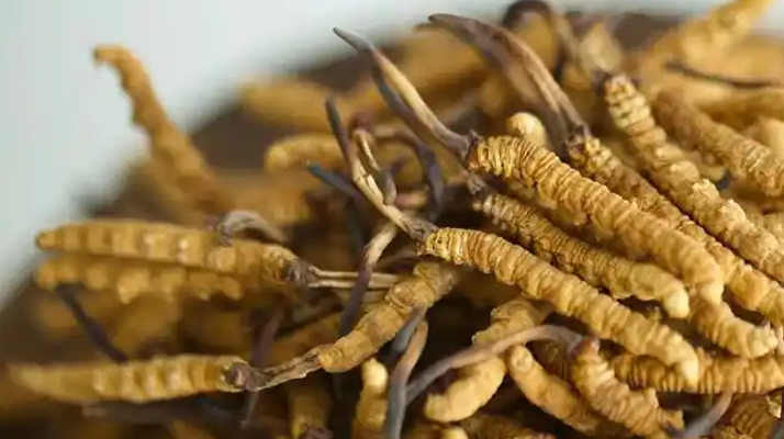 冬蟲夏草主要產地全解析:雪域高原的珍貴饋贈