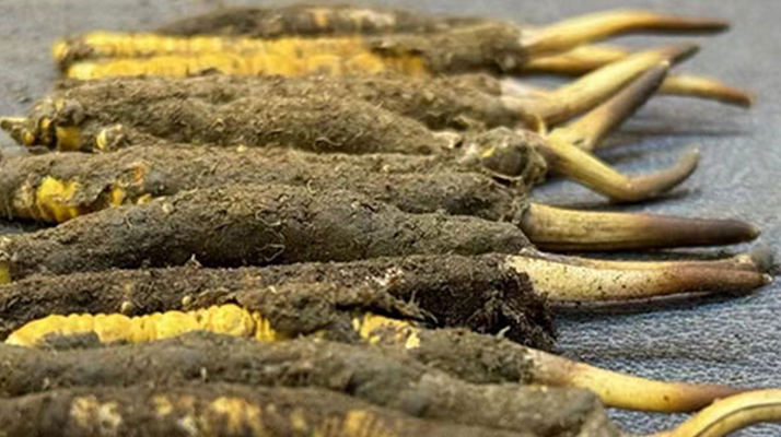 一根鮮<a href=http://www.eaebo.com/jiage/ target=_blank class=infotextkey>冬蟲夏草多少錢</a>？影響價格的核心因素解析