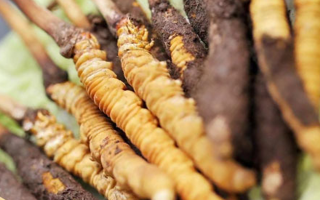 水煮鮮冬蟲夏草的最佳方法：鎖住營養(yǎng)的科學烹煮指南