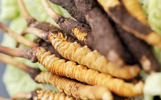 新鮮冬蟲(chóng)夏草：滋補(bǔ)養(yǎng)生的時(shí)令珍品