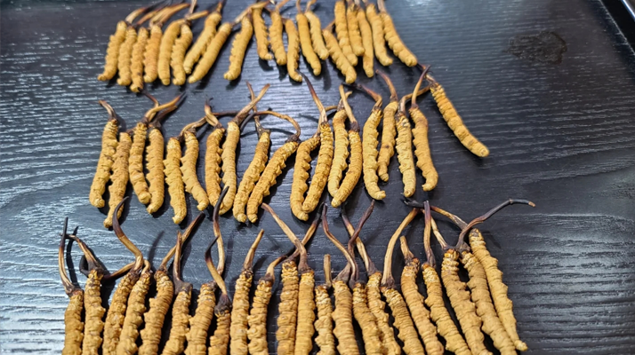 冬蟲夏草:價值光環(huán)下的真相與爭議