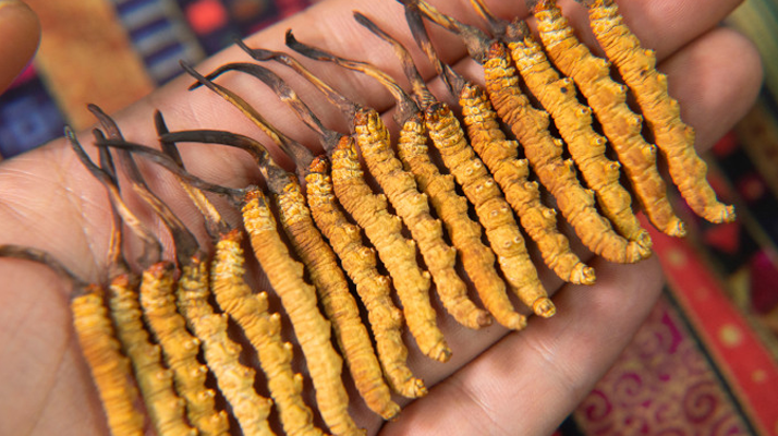 西洋參、陳皮與冬蟲夏草：三味協(xié)同的養(yǎng)生智慧