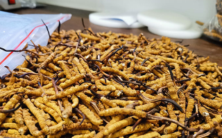 探秘正宗西藏那曲鮮冬蟲夏草