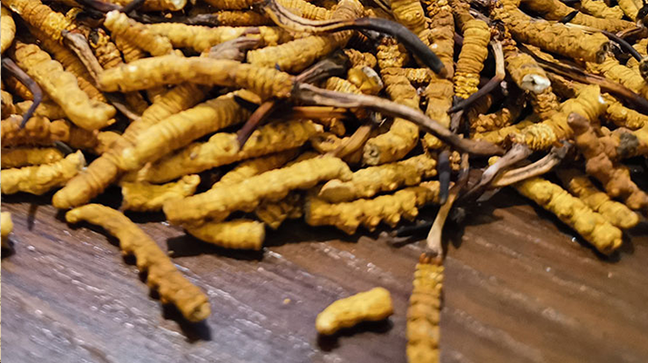 冬蟲夏草走勢(shì)行情剖析