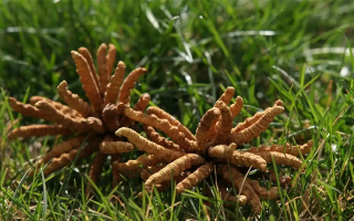 冬蟲夏草哪些人適合服用