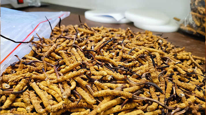 普通冬蟲夏草多少錢一斤？價(jià)格背后的品質(zhì)密碼