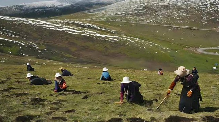 西藏鮮冬蟲夏草<a href=http://www.eaebo.com/ target=_blank class=infotextkey><a href=http://www.eaebo.com/s/nqcc/ target=_blank class=infotextkey>那曲蟲草</a></a>