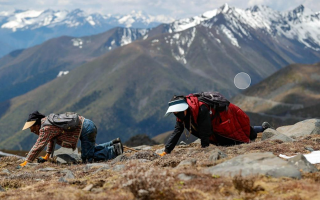 哪個(gè)地方采摘冬蟲(chóng)夏草