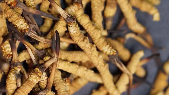 正宗<a href=http://www.eaebo.com/jiage/ target=_blank class=infotextkey>冬蟲夏草多少錢</a>一克