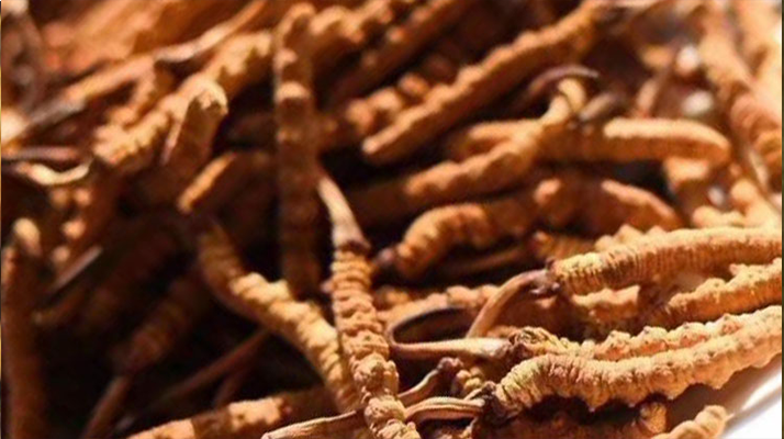 野生<a href=http://www.eaebo.com/jiage/ target=_blank class=infotextkey>冬蟲夏草多少錢</a>一克