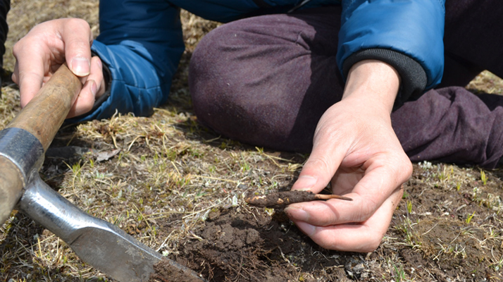 怎樣鑒別<a href=http://www.eaebo.com/tag/6.html target=_blank class=infotextkey>冬蟲(chóng)夏草的產(chǎn)地</a>