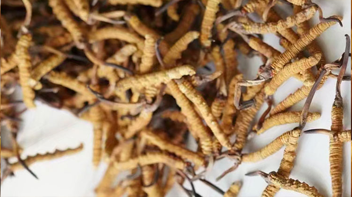 天然<a href=http://www.eaebo.com/jiage/ target=_blank class=infotextkey>冬蟲夏草多少錢</a>一克