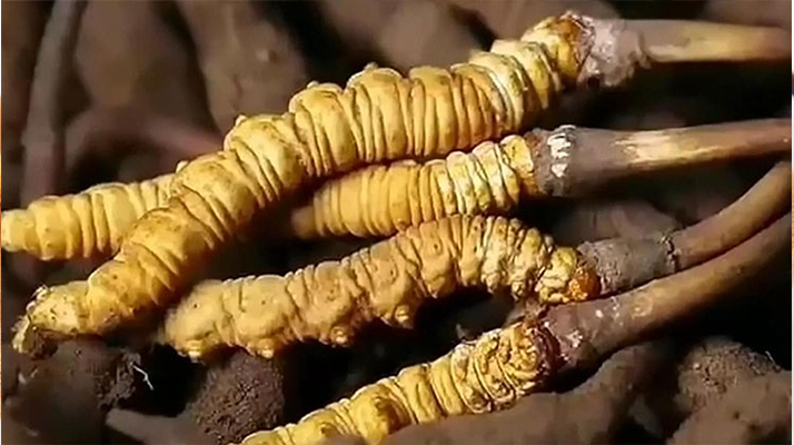 鮮冬蟲(chóng)夏草吃多久有效果