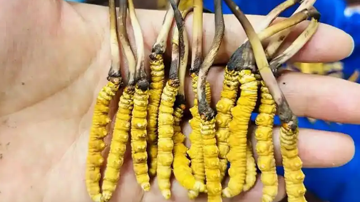 <a href=http://www.eaebo.com/ target=_blank class=infotextkey><a href=http://www.eaebo.com/s/nqcc/ target=_blank class=infotextkey>那曲冬蟲夏草</a></a>正品頭期