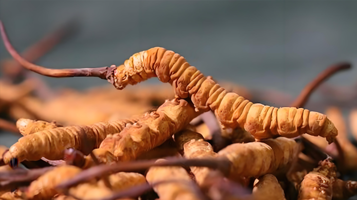 冬蟲(chóng)夏草每克有幾條呢