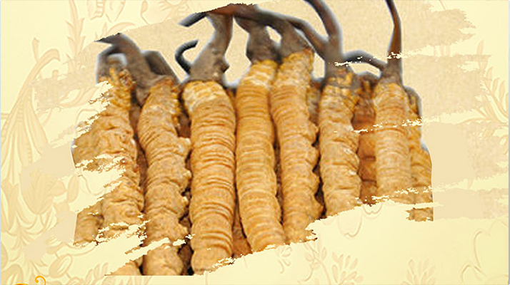 <a href=http://www.eaebo.com/ target=_blank class=infotextkey>冬蟲夏草</a>夏天如何保存