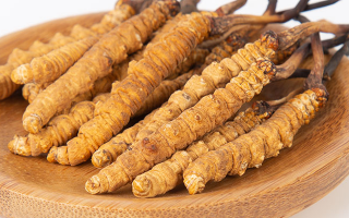 冬蟲(chóng)夏草年產(chǎn)量多少