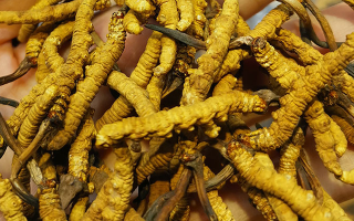 正宗產(chǎn)地野生的冬蟲夏草