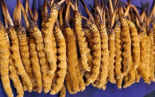 冬蟲(chóng)夏草可以調(diào)理好鼻炎嗎