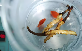 冬蟲夏草一天長多少株正常？揭開“靈芝之王”的成長秘密