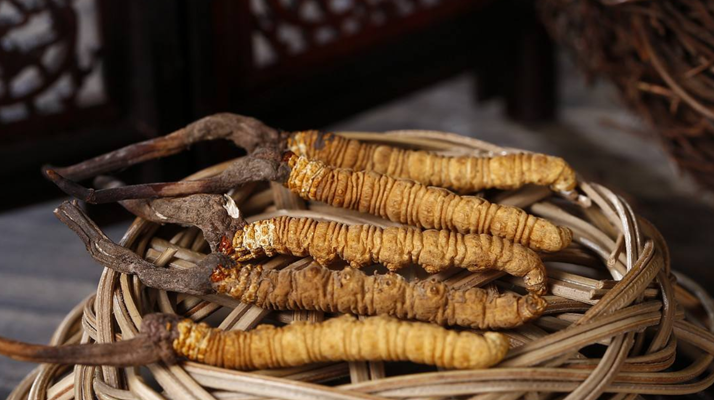 冬蟲夏草是什么營養(yǎng)類型?