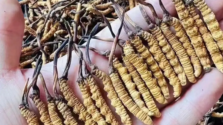 冬蟲(chóng)夏草一克多少條？看懂規(guī)格，選對(duì)滋補(bǔ)品