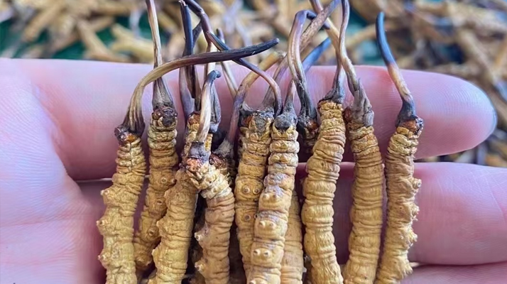 一盒冬蟲夏草多少錢？從規(guī)格到定位的價格解析