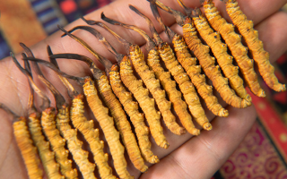 新鮮冬蟲夏草可以冷藏嗎？科學(xué)冷藏方法與注意事項