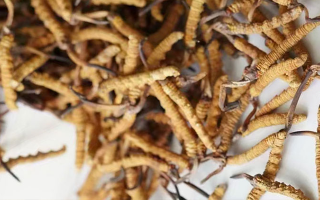 野生冬蟲(chóng)夏草價(jià)格揭秘：多因素交織下的市場(chǎng)行情