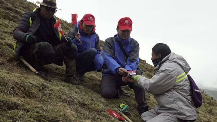 冬蟲夏草：把握最佳采摘季，守護(hù)自然饋贈(zèng)