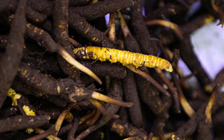 新鮮冬蟲夏草可以冷凍嗎？科學(xué)保存指南來了