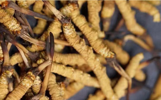 冬蟲(chóng)夏草辨別方法大全：輕松識(shí)破真?zhèn)闻c優(yōu)劣