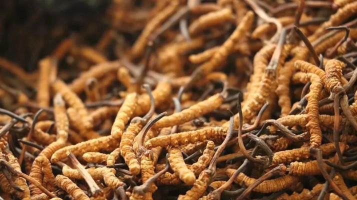 冬蟲(chóng)夏草一條多少錢(qián)？單條價(jià)格的計(jì)算邏輯與實(shí)際范圍