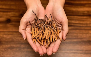 冬蟲夏草泡茶喝的正確方法：便捷滋補(bǔ)的實(shí)用指南