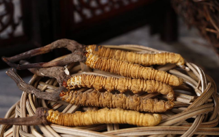 冬蟲夏草煲湯怎么煲好喝？營(yíng)養(yǎng)與口感雙優(yōu)的實(shí)用指南