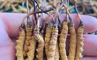 冬蟲(chóng)夏草怎么辨別真假？6 個(gè)實(shí)用鑒別方法